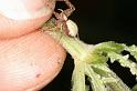 Philodromus_aureolus_D4894_Z_88_Les Gris_Frankrijk